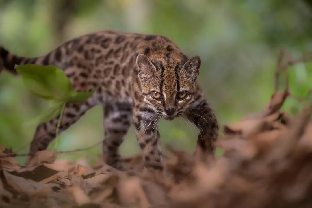 时隔一百年，全新猫科物种“蒂尔卡约虎猫”被发现